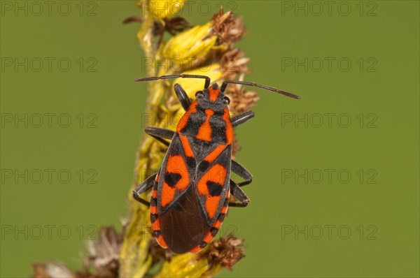 Lygaeus saxatilis (Lygaeus saxatilis)