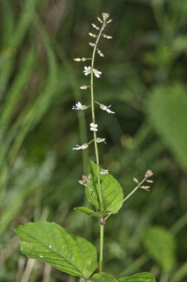 Enchanter's-nightshade (Circaea lutetiana)