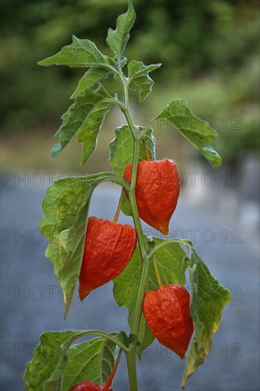 Chinese lantern (Physalis alkekengi) with seed pods