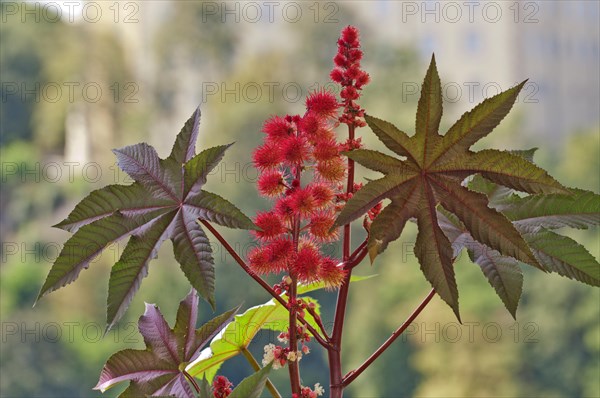 Castor oil plant (Ricinus communis)