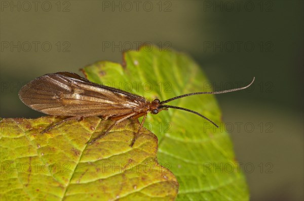 Chaetopteryx villosa (Chaetopteryx villosa) basks on a leaf