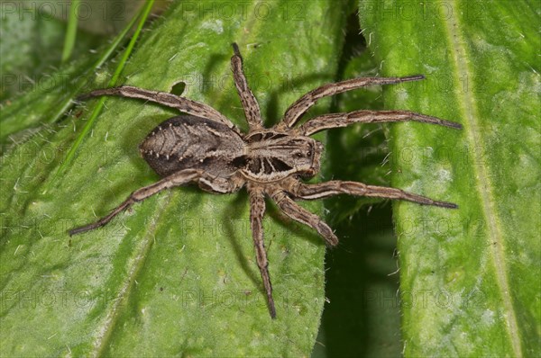 Alopecosa striatipes (Alopecosa striatipes) basking