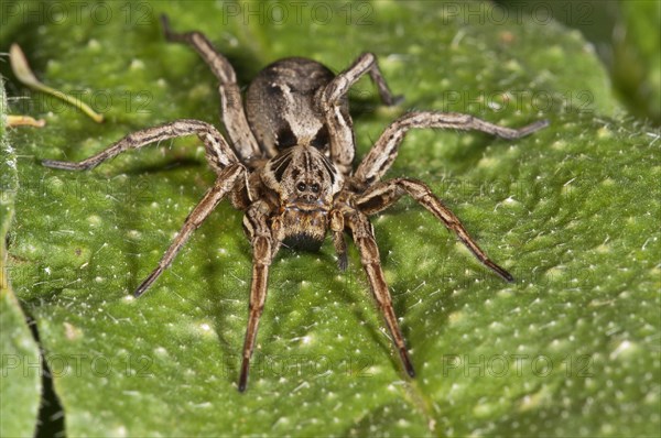 Alopecosa striatipes (Alopecosa striatipes) basking