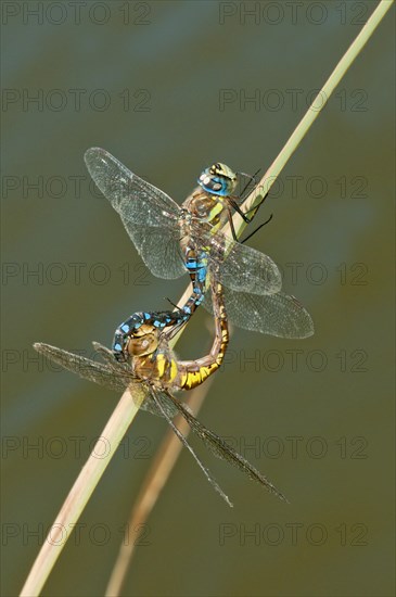 Migrant hawker (Aeshna mixta)