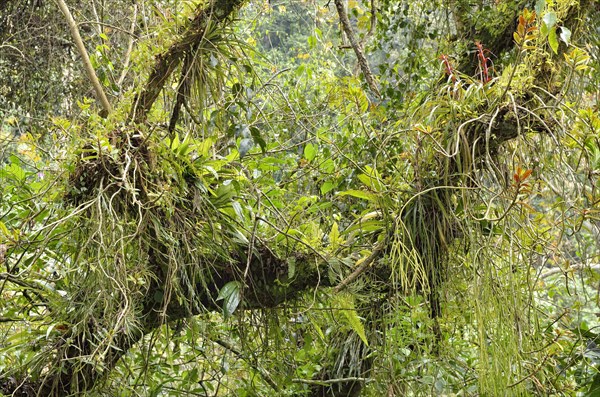 Small biotope with orchids