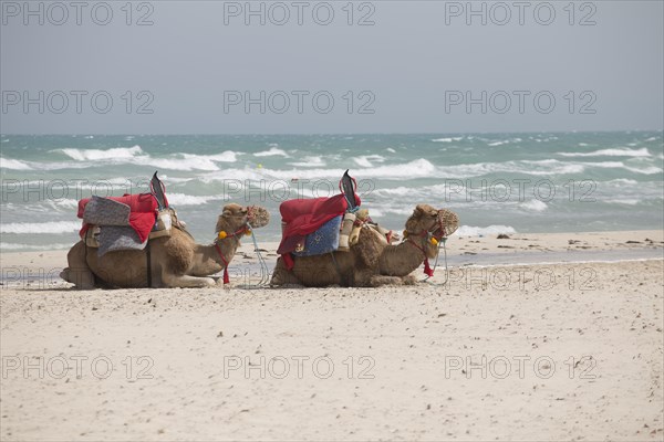 Dromedaries lying in the sand on the beach