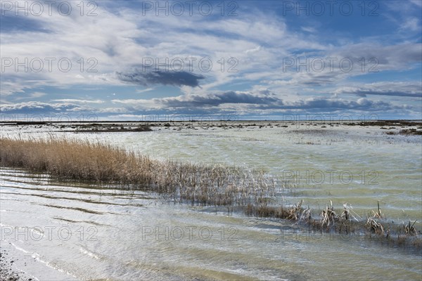 Saltwater lagoon in the Rhone delta