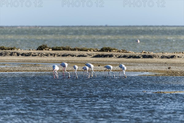 Greater Flamingos (Phoenicopterus roseus)