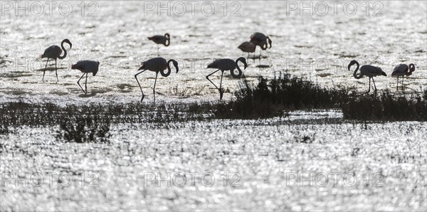 Greater Flamingos (Phoenicopterus roseus)