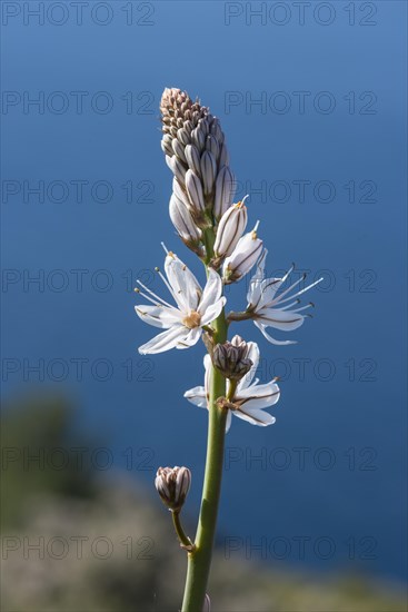 Summer Ssphodel (Asphodelus aestivus) against the Mediterranean