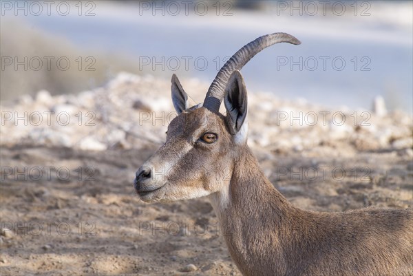 Nubian ibex (Capra ibex nubiana)