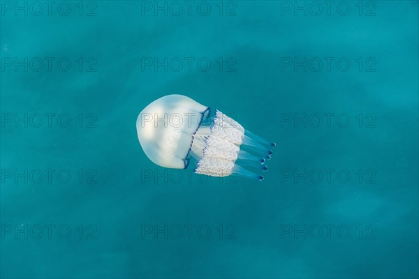 Barrel jellyfish (Rhizostoma octopus)