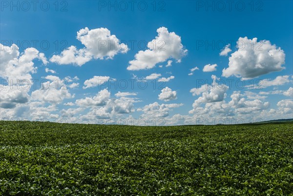 Field planted with soybeans