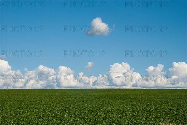 Field planted with soybeans