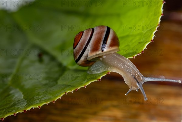White-lipped snail (Cepaea hortensis) with brown stripes
