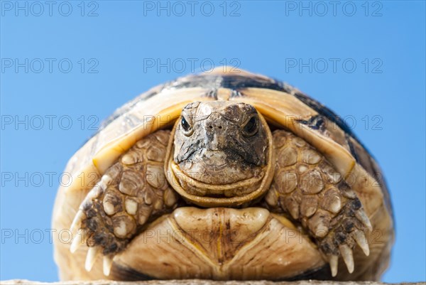 Young Hermann's Tortoise (Testudo hermanni)