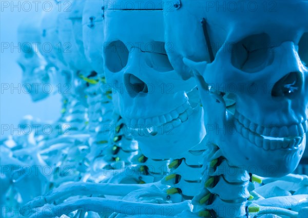 Skeletons and skulls in a row