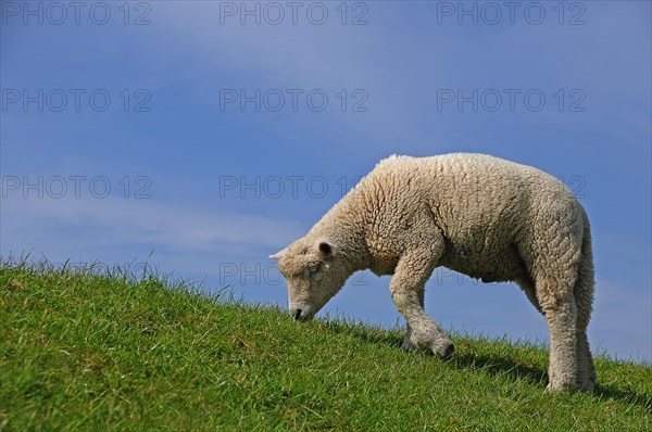 Young sheep grazing on a dike