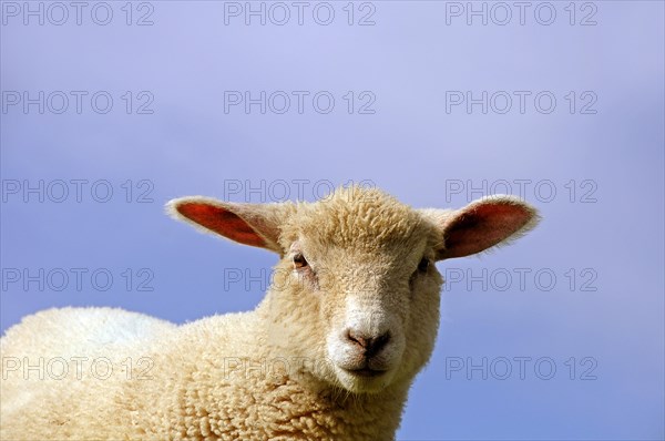 Young sheep