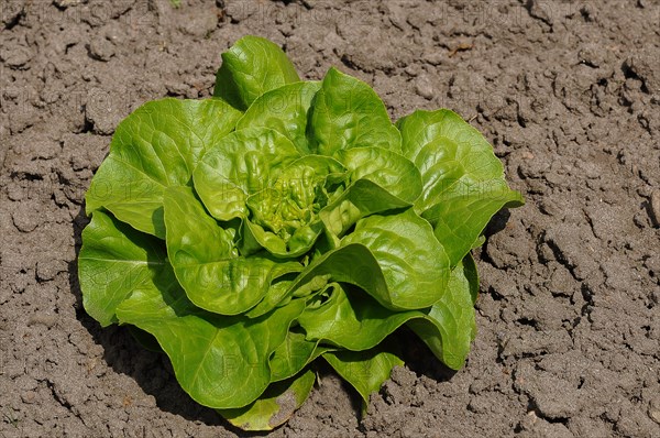 Green lettuce in vegetable bed