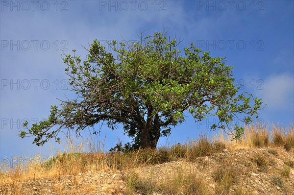 Carob tree (Ceratonia siliqua)