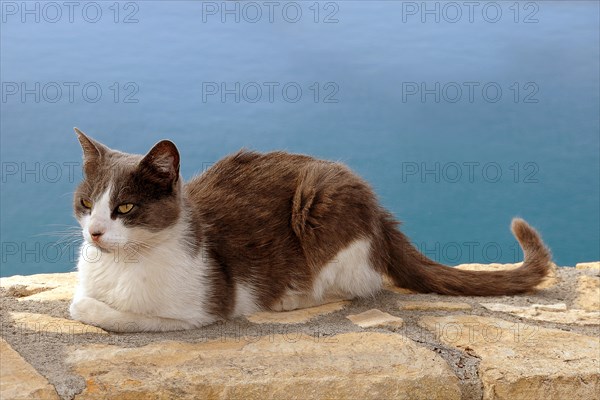 Stray cat resting on a wall