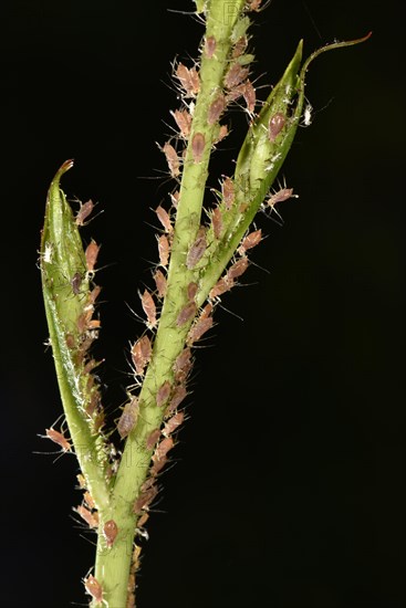 Rose Aphids (Macrosiphum rosae)