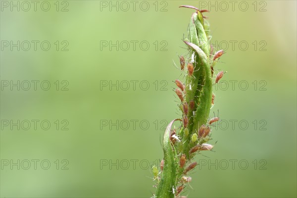 Rose Aphids (Macrosiphum rosae)