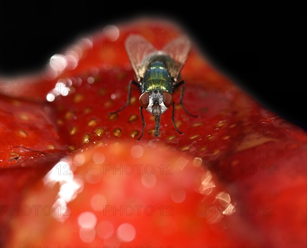 Common greenbottle (Lucilia caesar) fly