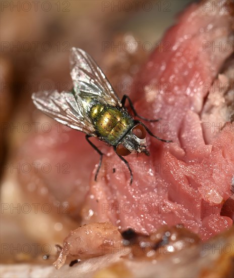 Common greenbottle (Lucilia caesar) fly