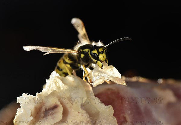 European wasp (Vespula germanica)