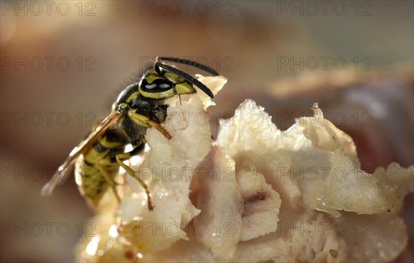 European wasp (Vespula germanica)