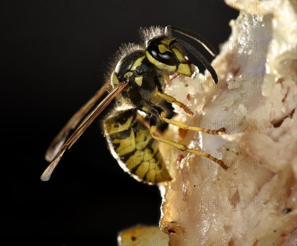 European wasp (Vespula germanica)