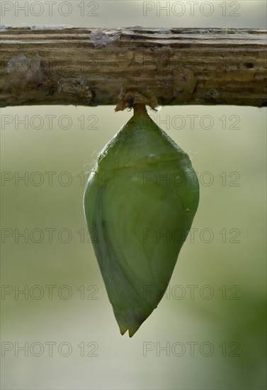 Morpho anaxibia (Morpho anaxibia)