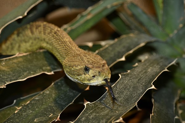 Mexican West Coast Rattlesnake (Crotalus basiliscus)