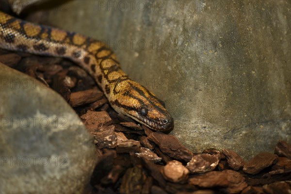 Brazilian rainbow boa (Epicrates cenchria cenchria)