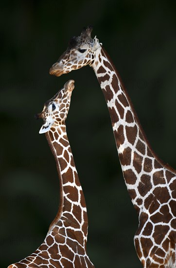 Two Reticulated giraffe (Giraffa camelopardalis reticulata)