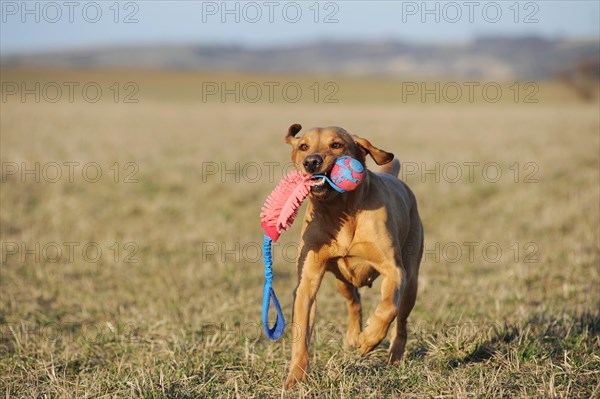 Labrador retriever