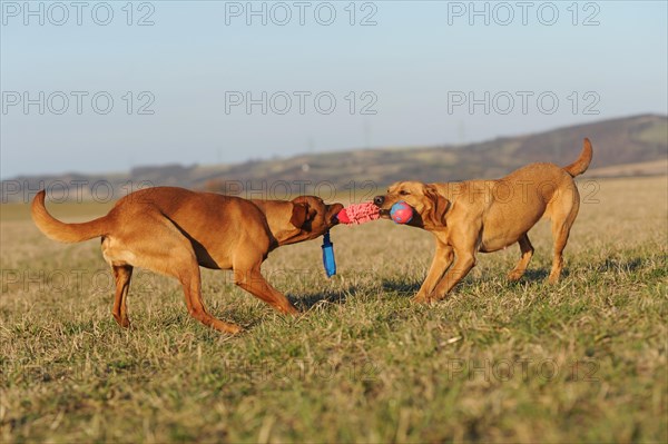 Labrador retriever