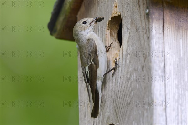 European Pied Flycatcher (Ficedula hypoleuca)