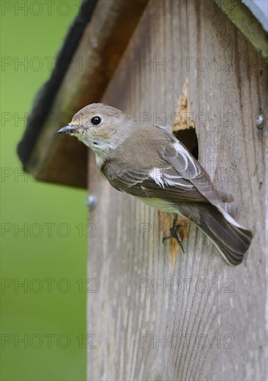 European Pied Flycatcher (Ficedula hypoleuca)