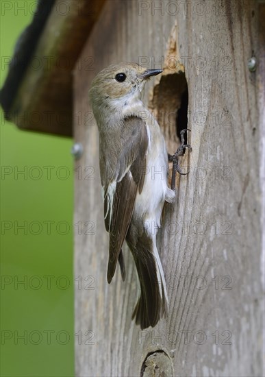 European Pied Flycatcher (Ficedula hypoleuca)