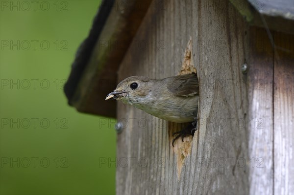 European Pied Flycatcher (Ficedula hypoleuca)