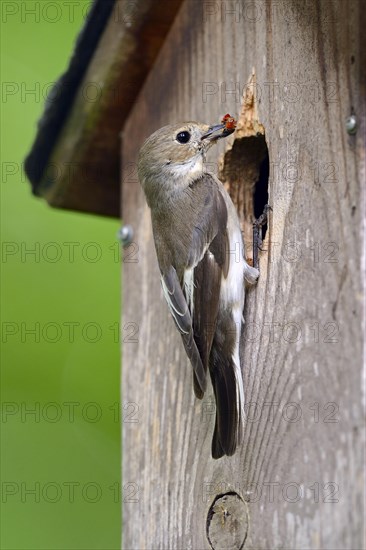 European Pied Flycatcher (Ficedula hypoleuca)