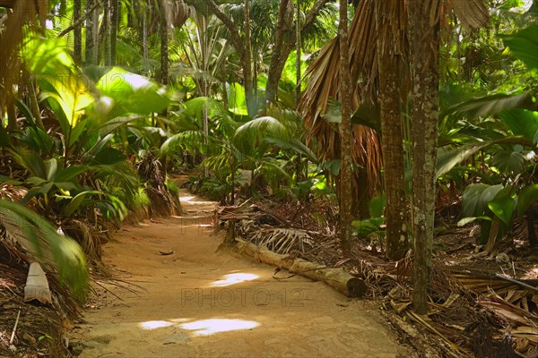 Paths through vegetation in the Vallee de Mai National Park