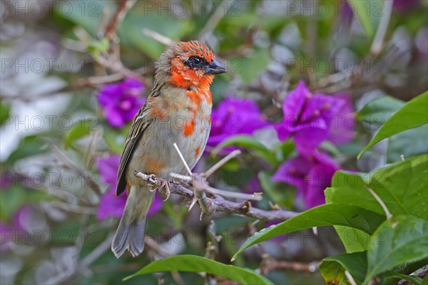 Red fody (Foudia madagascariensis)