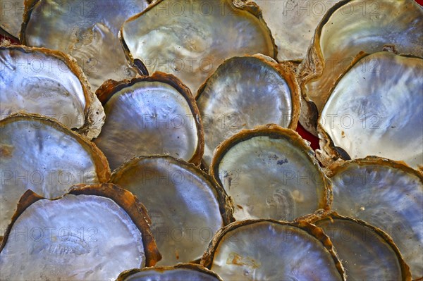 Shells of pearl oysters with pearl on the shell inside