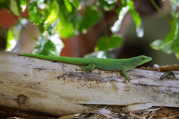 Seychelles giant day gecko (Phelsuma sundbergi sundbergi)