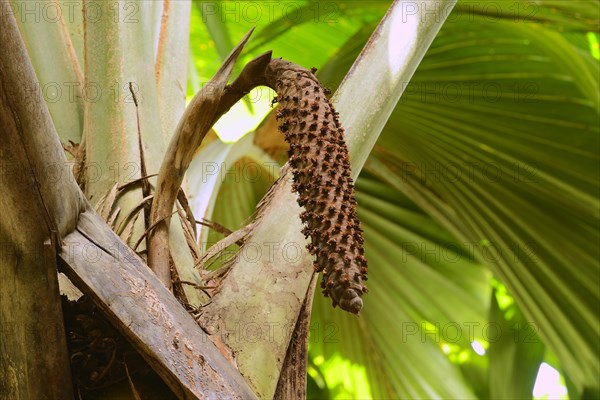 Coco de mer (Lodoicea maldivica) seed pod