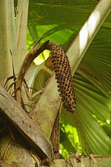 Coco de mer (Lodoicea maldivica) seed pod